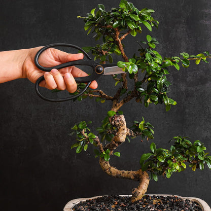 Bonsai Butterfly Scissors Bonsai Tools for Trimming & Pruning