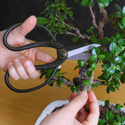Bonsai Butterfly Scissors Bonsai Tools for Trimming & Pruning