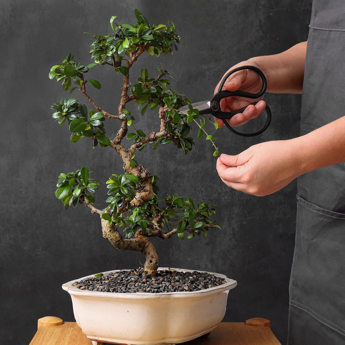 Bonsai Butterfly Scissors Bonsai Tools for Trimming & Pruning