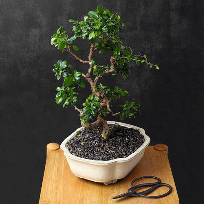 Bonsai Butterfly Scissors Bonsai Tools for Trimming & Pruning