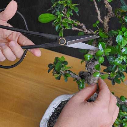 Bonsai Butterfly Scissors Bonsai Tools for Trimming & Pruning