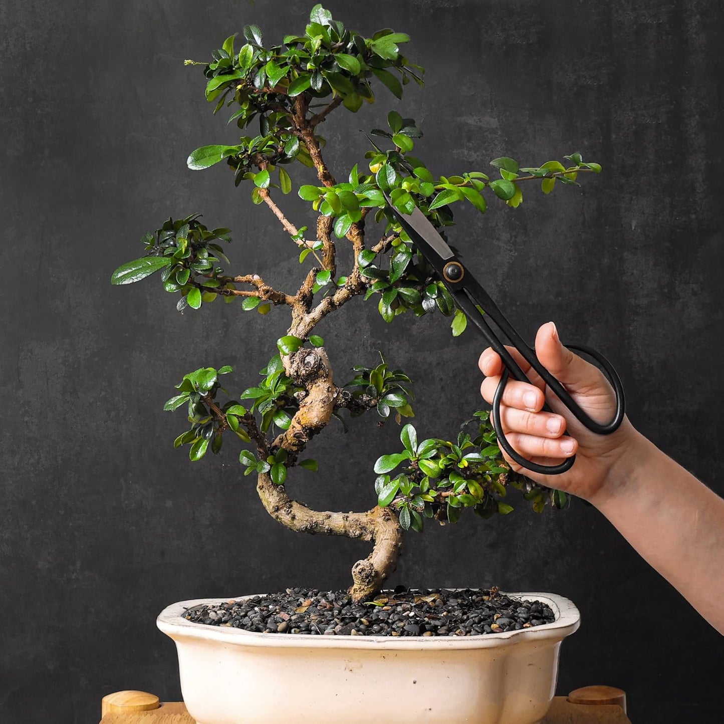 Bonsai Butterfly Scissors Bonsai Tools for Trimming & Pruning