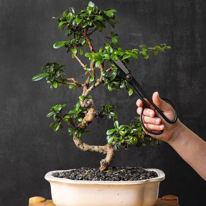 Bonsai Butterfly Scissors Bonsai Tools for Trimming & Pruning
