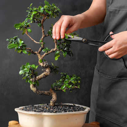 Bonsai Butterfly Scissors Bonsai Tools for Trimming & Pruning
