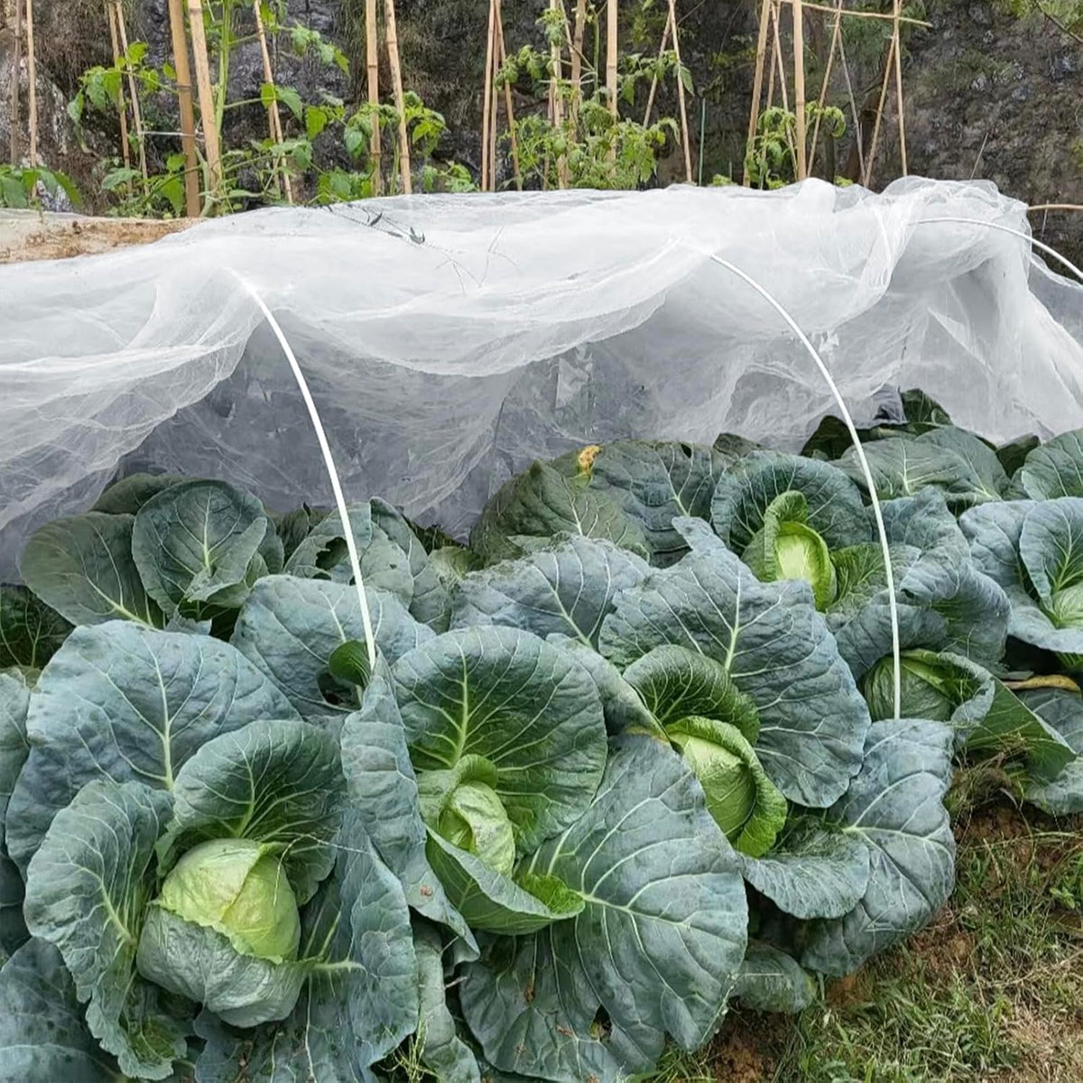Garden Netting 10 X 50 FT Ultra Fine Netting for Garden Protection,Garden Netting for Raised Beds,Mosquito Net for Blueberry Shrubs Vegetables Fruits Flowers Crops Pest Barrier