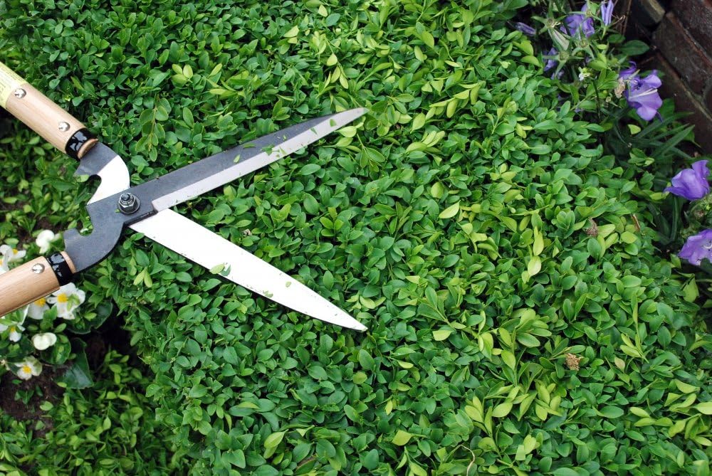 217 7744ai Trimming Shears, Type 60, Short Handle