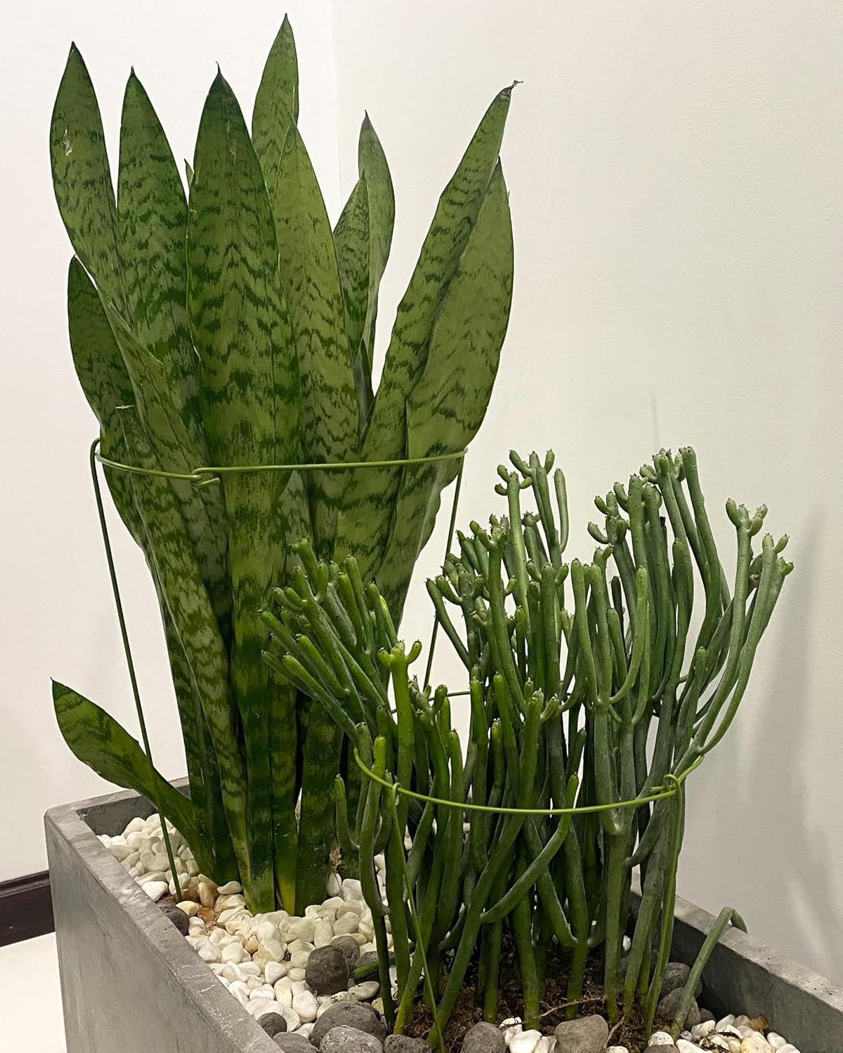 5 Pack Plant Support Stakes, Adjustable Plant Ring Cages with Green Rubber Wrapping, Ideal for Orchids, Indoor and Outdoor Potted Plants, 6" Wide x 11" High