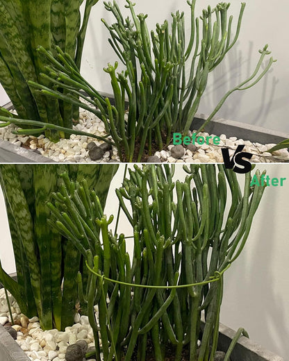 5 Pack Plant Support Stakes, Adjustable Plant Ring Cages with Green Rubber Wrapping, Ideal for Orchids, Indoor and Outdoor Potted Plants, 6" Wide x 11" High