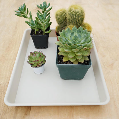 Plant Saucer Growing Tray, Seed Starter Tray Rectangular, Heavy Sturdy Plastic Plant Drainage Saucers, Plant Drip Trays for Pots, Seed Starter Growing Trays (11 x 9 inch, 2 Pack)