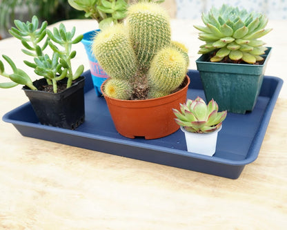 Plant Saucer Growing Tray, Seed Starter Tray Rectangular, Heavy Sturdy Plastic Plant Drainage Saucers, Plant Drip Trays for Pots, Seed Starter Growing Trays (11 x 9 inch, 2 Pack)