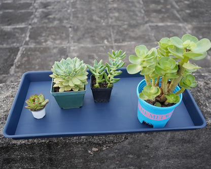 Plant Saucer Growing Tray, Seed Starter Tray Rectangular, Heavy Sturdy Plastic Plant Drainage Saucers, Plant Drip Trays for Pots, Seed Starter Growing Trays (11 x 9 inch, 2 Pack)