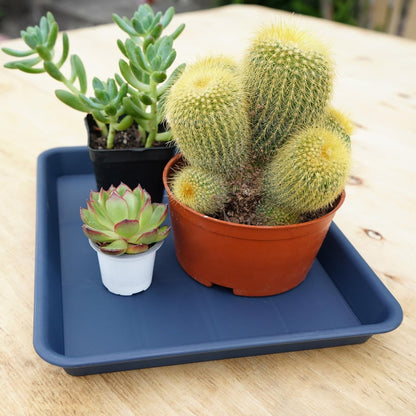 Plant Saucer Growing Tray, Seed Starter Tray Rectangular, Heavy Sturdy Plastic Plant Drainage Saucers, Plant Drip Trays for Pots, Seed Starter Growing Trays (11 x 9 inch, 2 Pack)