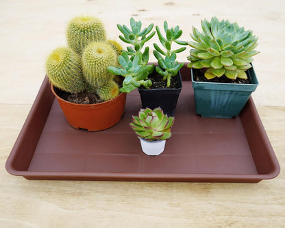 Plant Saucer Growing Tray, Seed Starter Tray Rectangular, Heavy Sturdy Plastic Plant Drainage Saucers, Plant Drip Trays for Pots, Seed Starter Growing Trays (11 x 9 inch, 2 Pack)