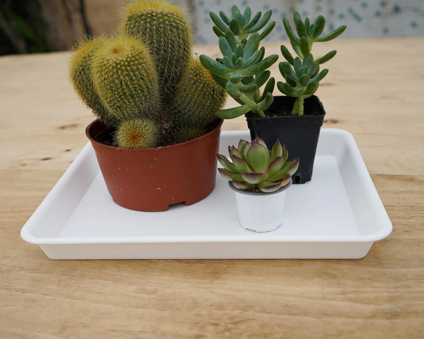 Plant Saucer Growing Tray, Seed Starter Tray Rectangular, Heavy Sturdy Plastic Plant Drainage Saucers, Plant Drip Trays for Pots, Seed Starter Growing Trays (11 x 9 inch, 2 Pack)