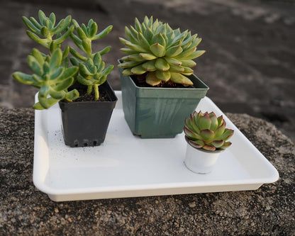 Plant Saucer Growing Tray, Seed Starter Tray Rectangular, Heavy Sturdy Plastic Plant Drainage Saucers, Plant Drip Trays for Pots, Seed Starter Growing Trays (11 x 9 inch, 2 Pack)