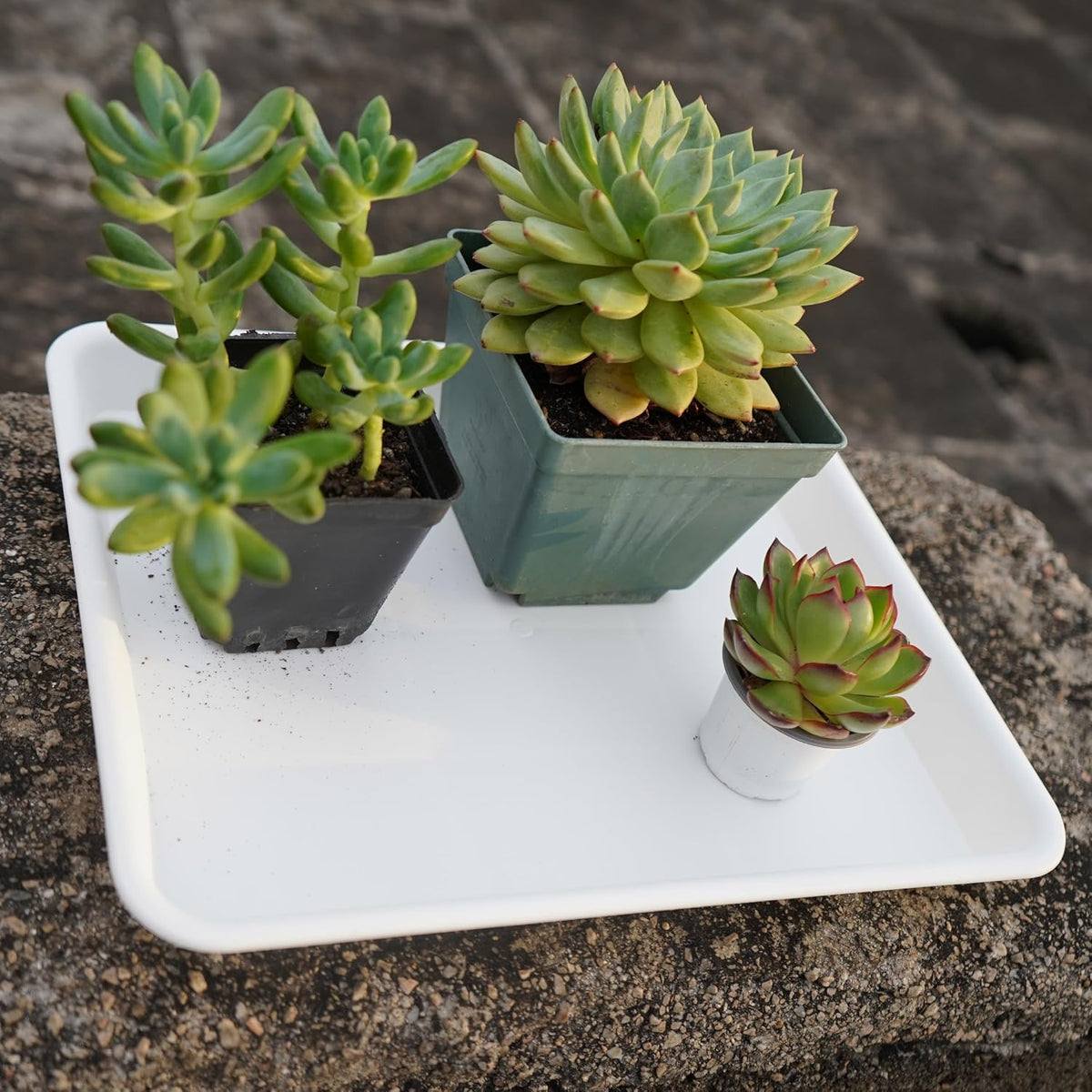 Plant Saucer Growing Tray, Seed Starter Tray Rectangular, Heavy Sturdy Plastic Plant Drainage Saucers, Plant Drip Trays for Pots, Seed Starter Growing Trays (11 x 9 inch, 2 Pack)