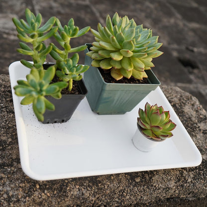 Plant Saucer Growing Tray, Seed Starter Tray Rectangular, Heavy Sturdy Plastic Plant Drainage Saucers, Plant Drip Trays for Pots, Seed Starter Growing Trays (11 x 9 inch, 2 Pack)
