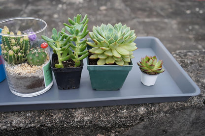 Plant Saucer Growing Tray, Seed Starter Tray Rectangular, Heavy Sturdy Plastic Plant Drainage Saucers, Plant Drip Trays for Pots, Seed Starter Growing Trays (11 x 9 inch, 2 Pack)