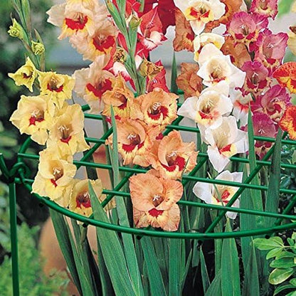 Products 89323 14" D x 20" H Grow Thru Peony / Perennial Plant Supports - Quantity 2