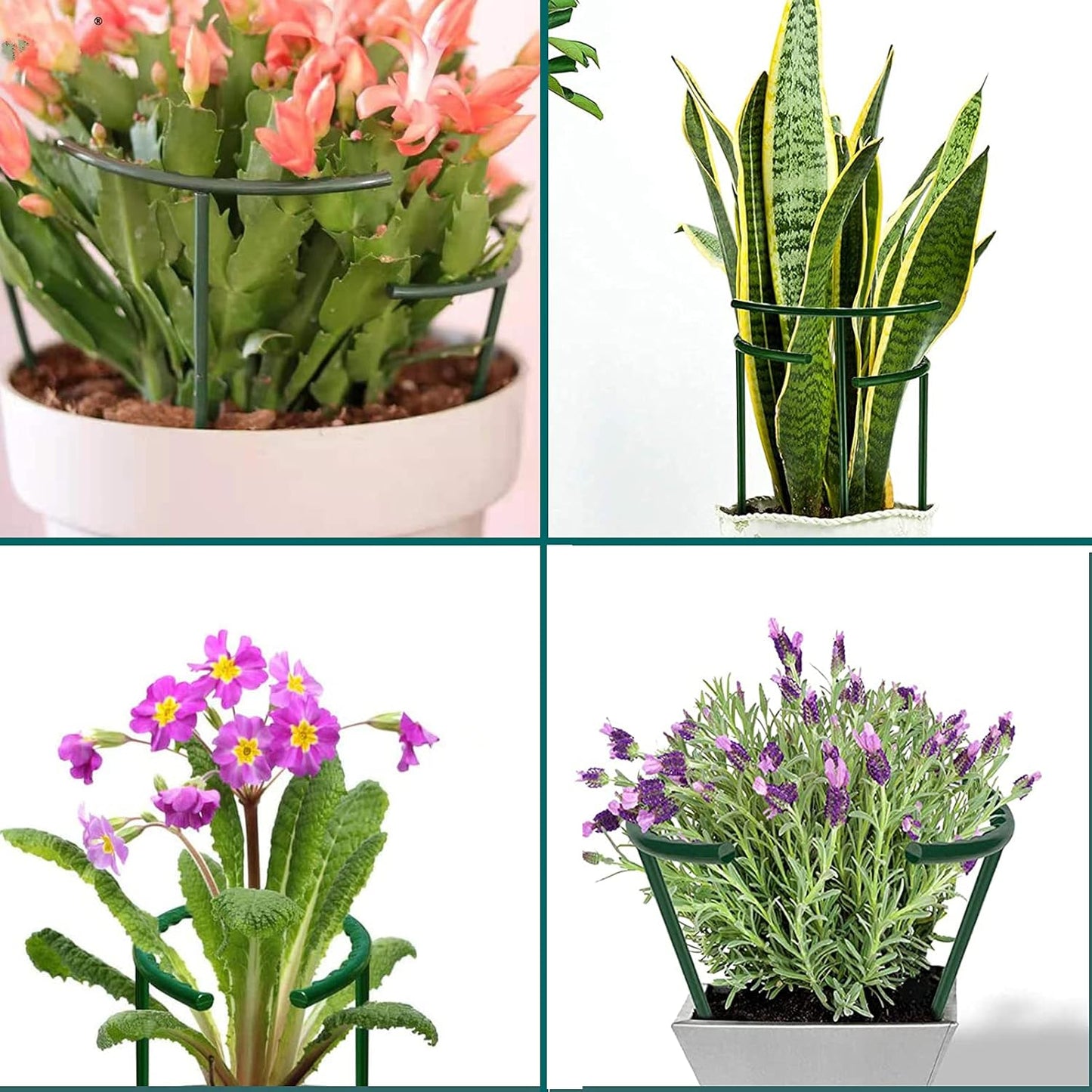 12 Pack Plant Support for Indoor and Outdoor Small Plants