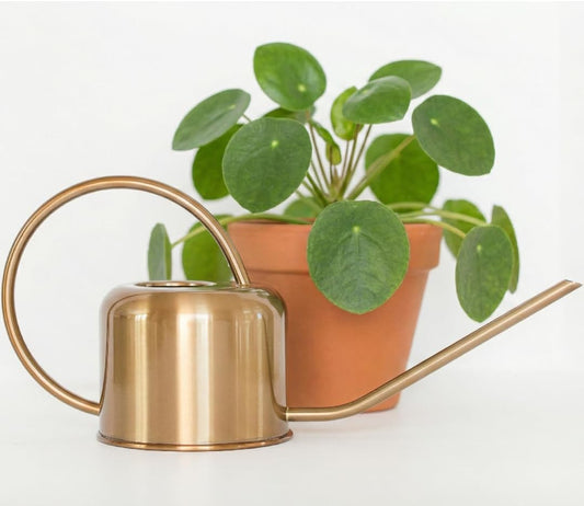 Stainless Steel Houseplant Watering Can, Brushed Gold, 1L Capacity