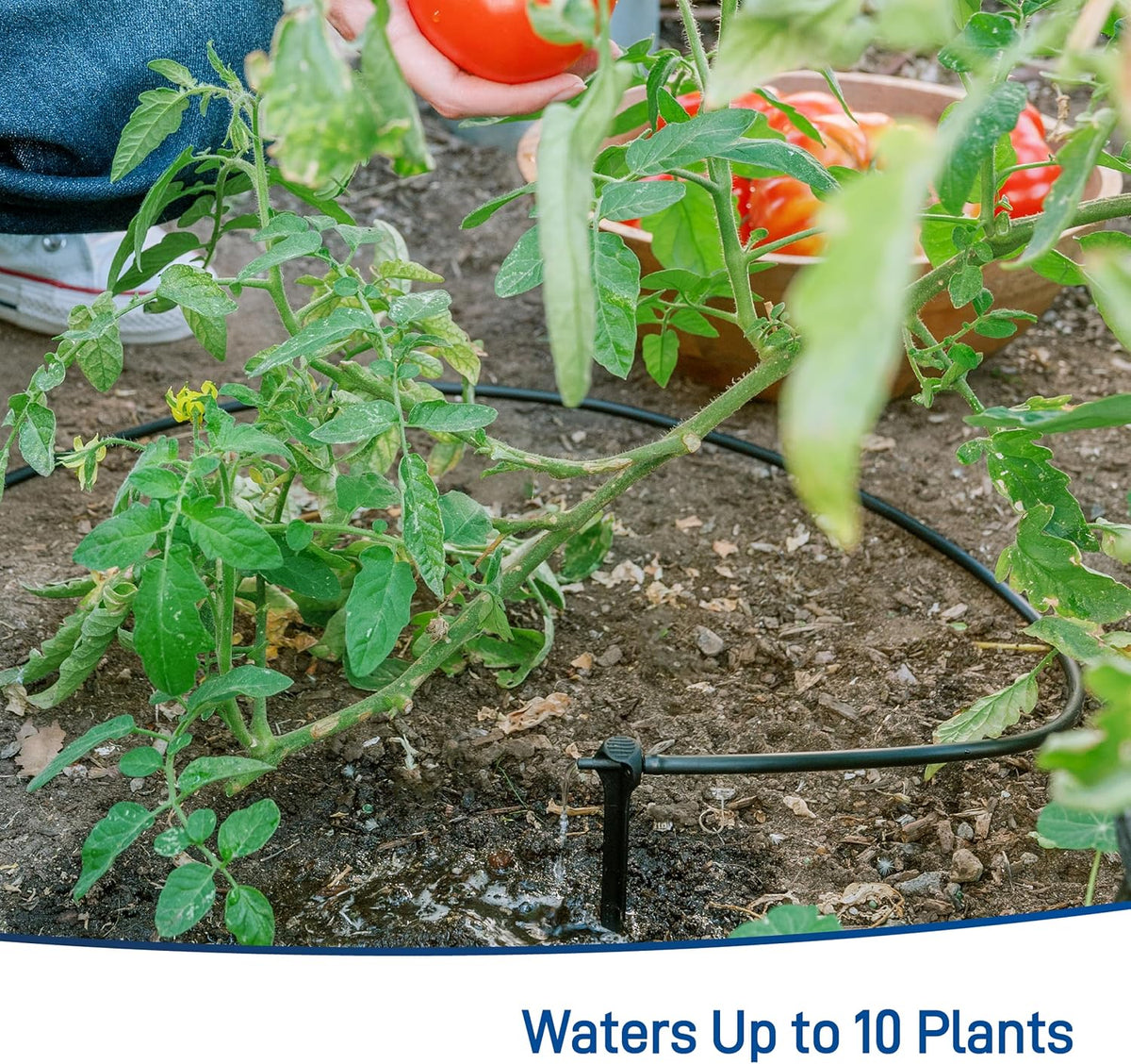 91944 Tomato Garden Drip Irrigation System - Complete 10-Plant Watering Kit with Push-Connect Fittings, Water-Saving Design for Vegetables & Garden Boxes