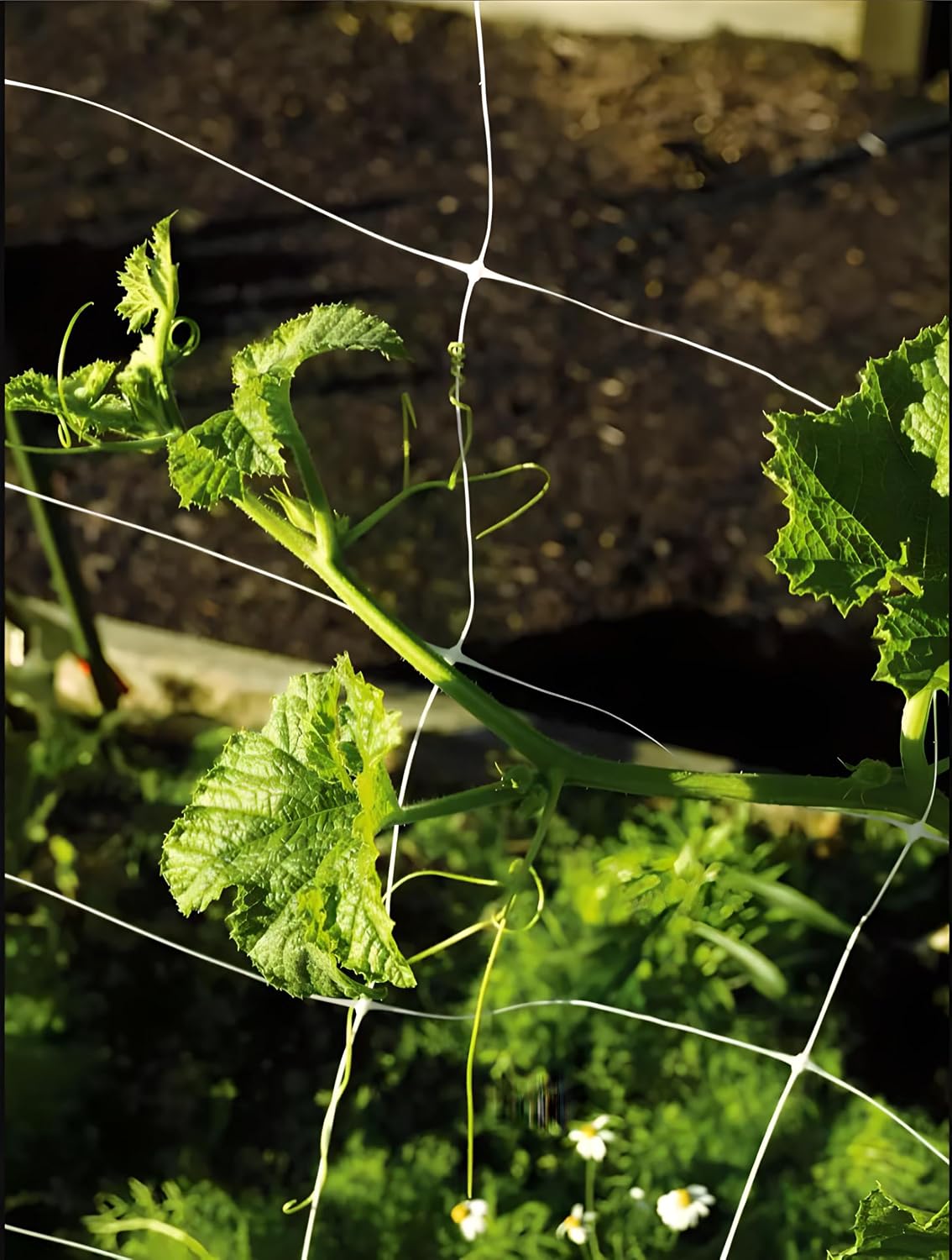 Trellis Netting, Netting, Scrog Net, Trellis Net, 5ft x 4920ft Roll, for Climbing Plants, Cut Flower Support, Garden, Grow Pea, Bean, Grape Vine, Mesh, Heavy Duty, 6x6 Inch Squares