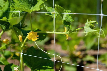 Trellis Netting, Netting, Scrog Net, Trellis Net, 5ft x 4920ft Roll, for Climbing Plants, Cut Flower Support, Garden, Grow Pea, Bean, Grape Vine, Mesh, Heavy Duty, 6x6 Inch Squares