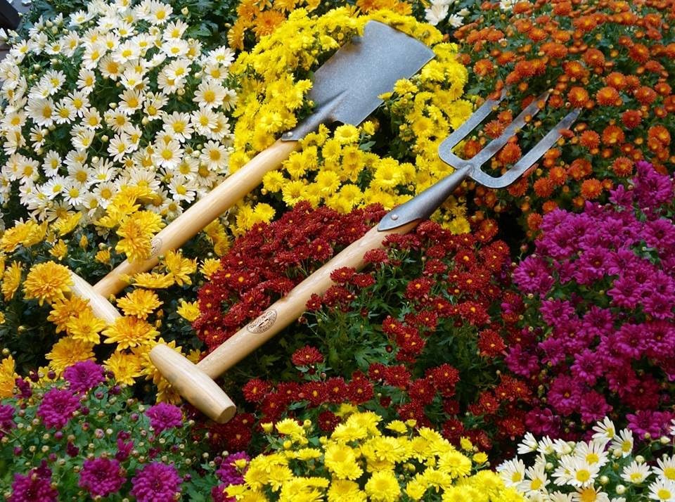 Dewit Perennial Spade – Long Handle | Compact Garden Digging Tool | T-Handle | Tempered Boron Steel Blade | Ash Wood | 38” Length