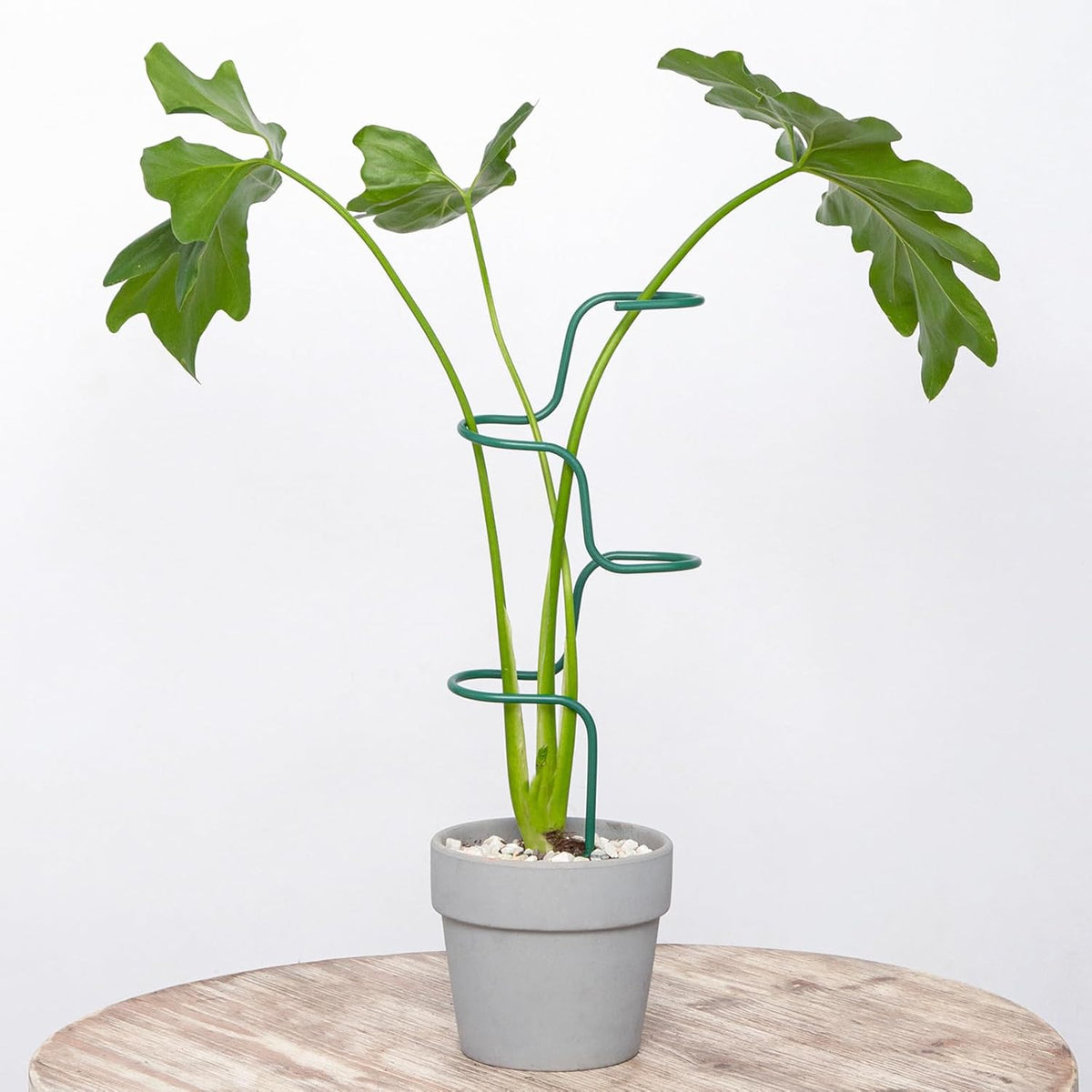 Plant Support Stakes - 3 Pack Durable Metal Trellis for Monstera