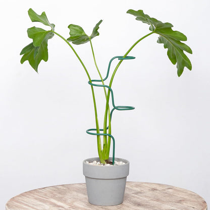 Plant Support Stakes - 3 Pack Durable Metal Trellis for Monstera