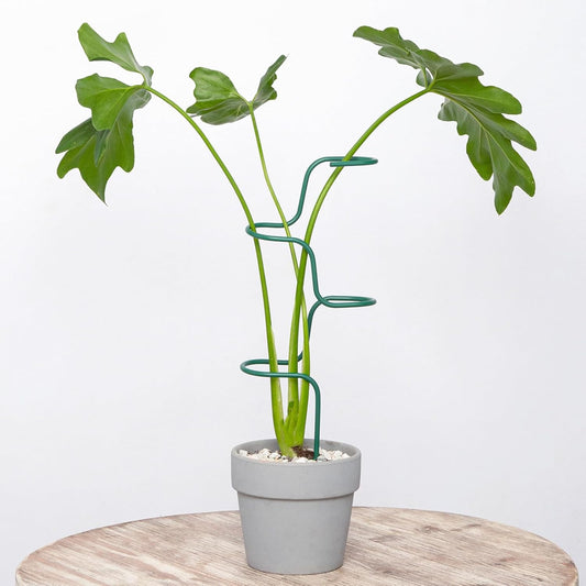 Plant Support Stakes - 3 Pack Durable Metal Trellis for Monstera