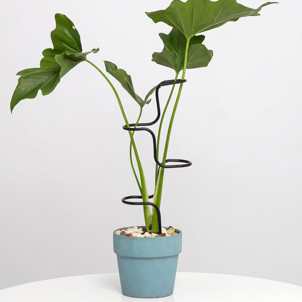 Plant Support Stakes - 3 Pack Durable Metal Trellis for Monstera