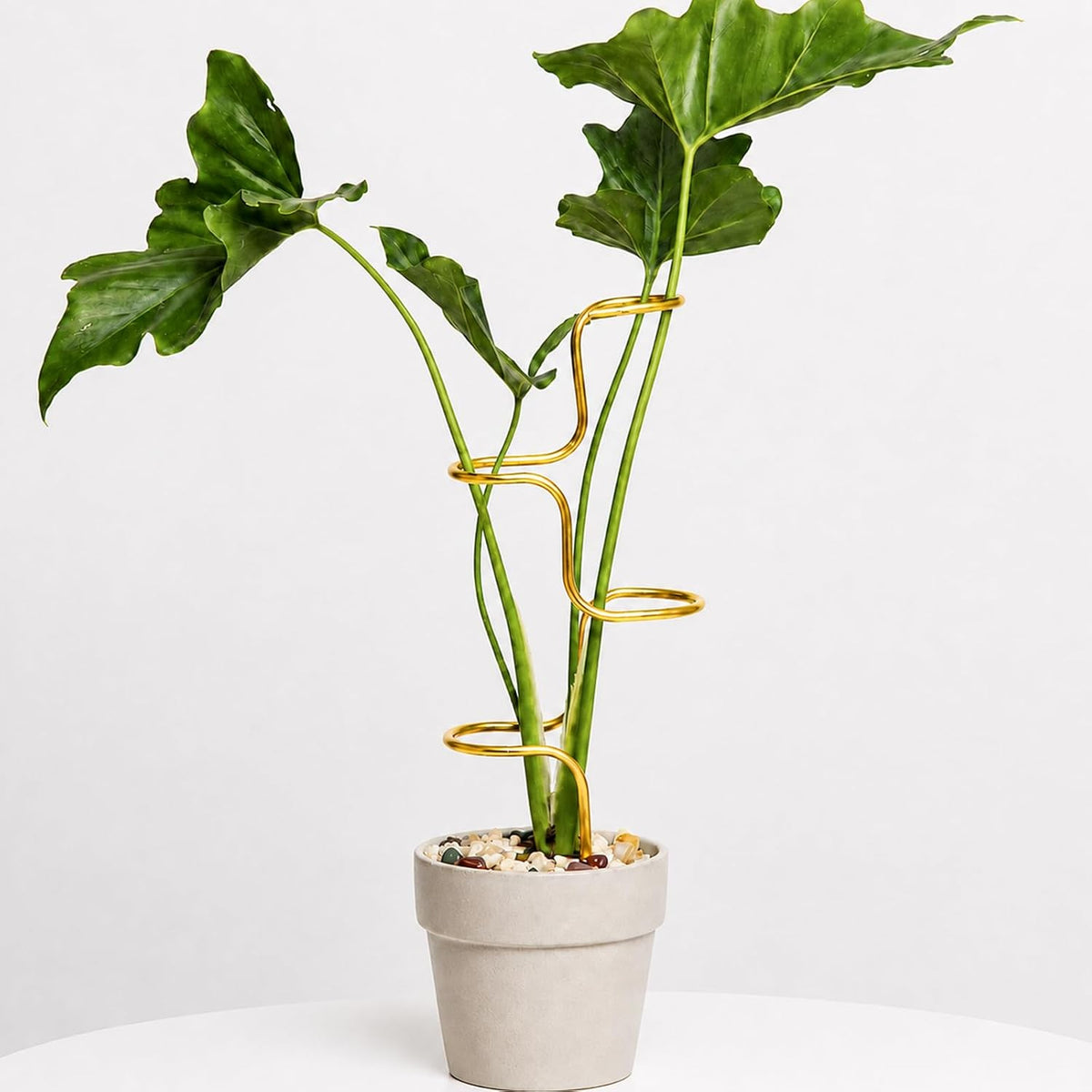Plant Support Stakes - 3 Pack Durable Metal Trellis for Monstera