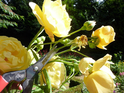 Bud Cutting Shears No. 304