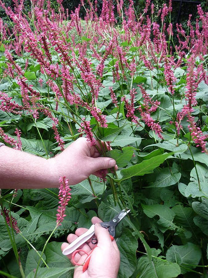 Bud Cutting Shears No. 304