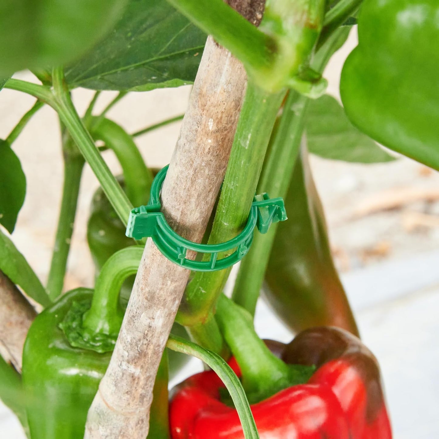 100Pcs Garden Vine Plant Support Clips Tomato Clip