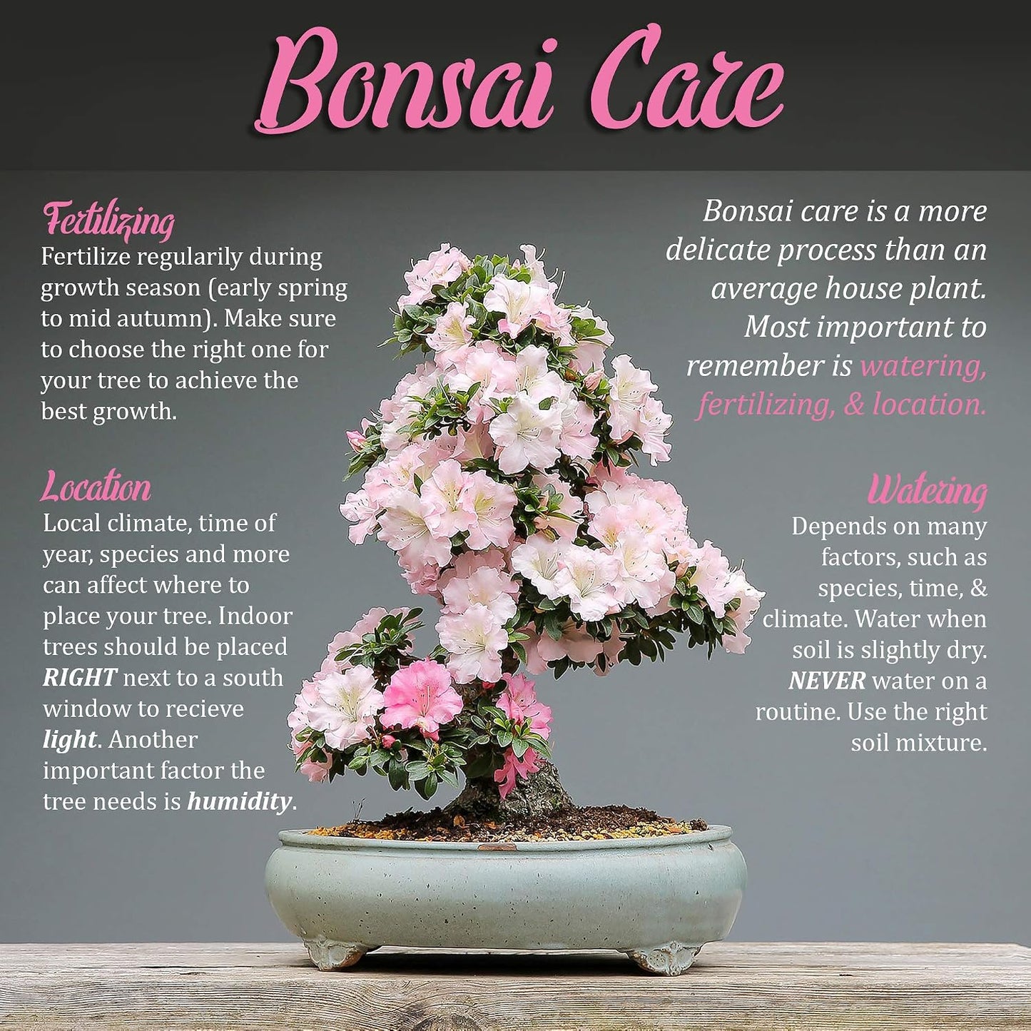 Bonsai Tool Kit - Includes: Pruning Shears, Precision Scissors, Bamboo Rake, and Bamboo Branch Holder