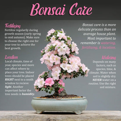 Bonsai Tool Kit - Includes: Pruning Shears, Precision Scissors, Bamboo Rake, and Bamboo Branch Holder