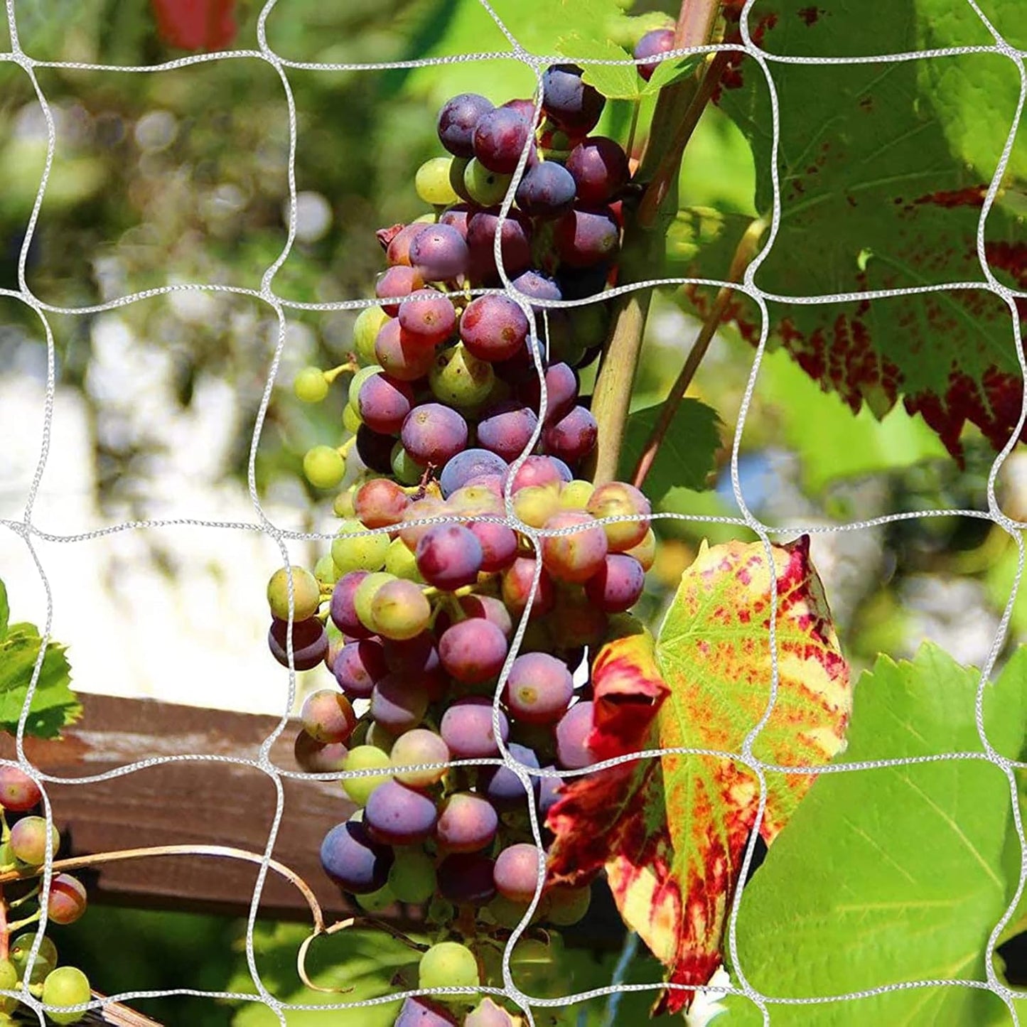 Heavy-Duty Polyester Garden Trellis Netting, 5Ft x15Ft (1 Pack)