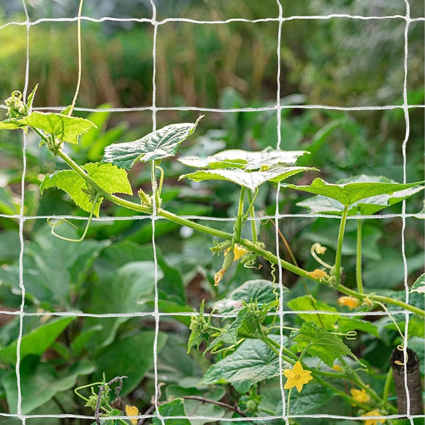 Heavy-Duty Polyester Garden Trellis Netting, 5Ft x15Ft (1 Pack)