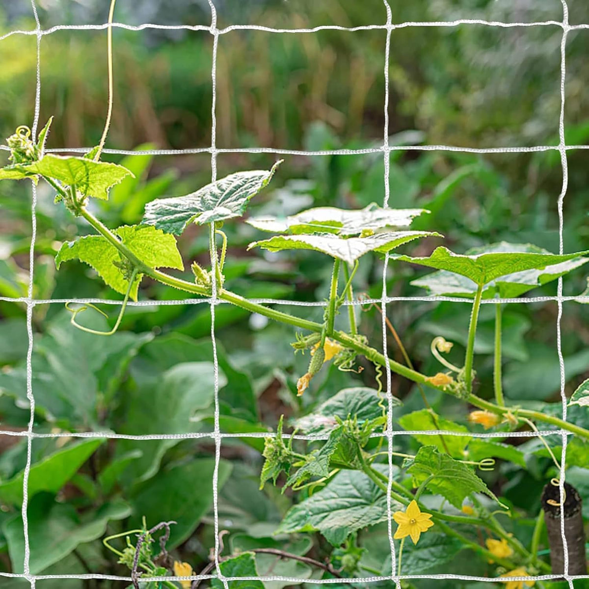 Heavy-Duty Polyester Garden Trellis Netting, 5Ft x15Ft (1 Pack)
