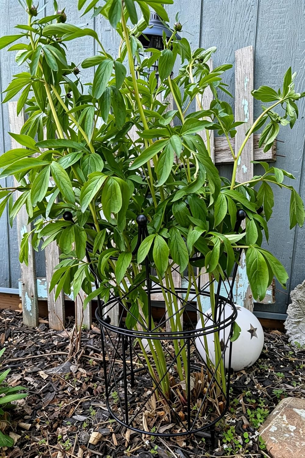 Peony Supports for Outdoor Plants,18.5 x 22.9in Dahlia Stakes