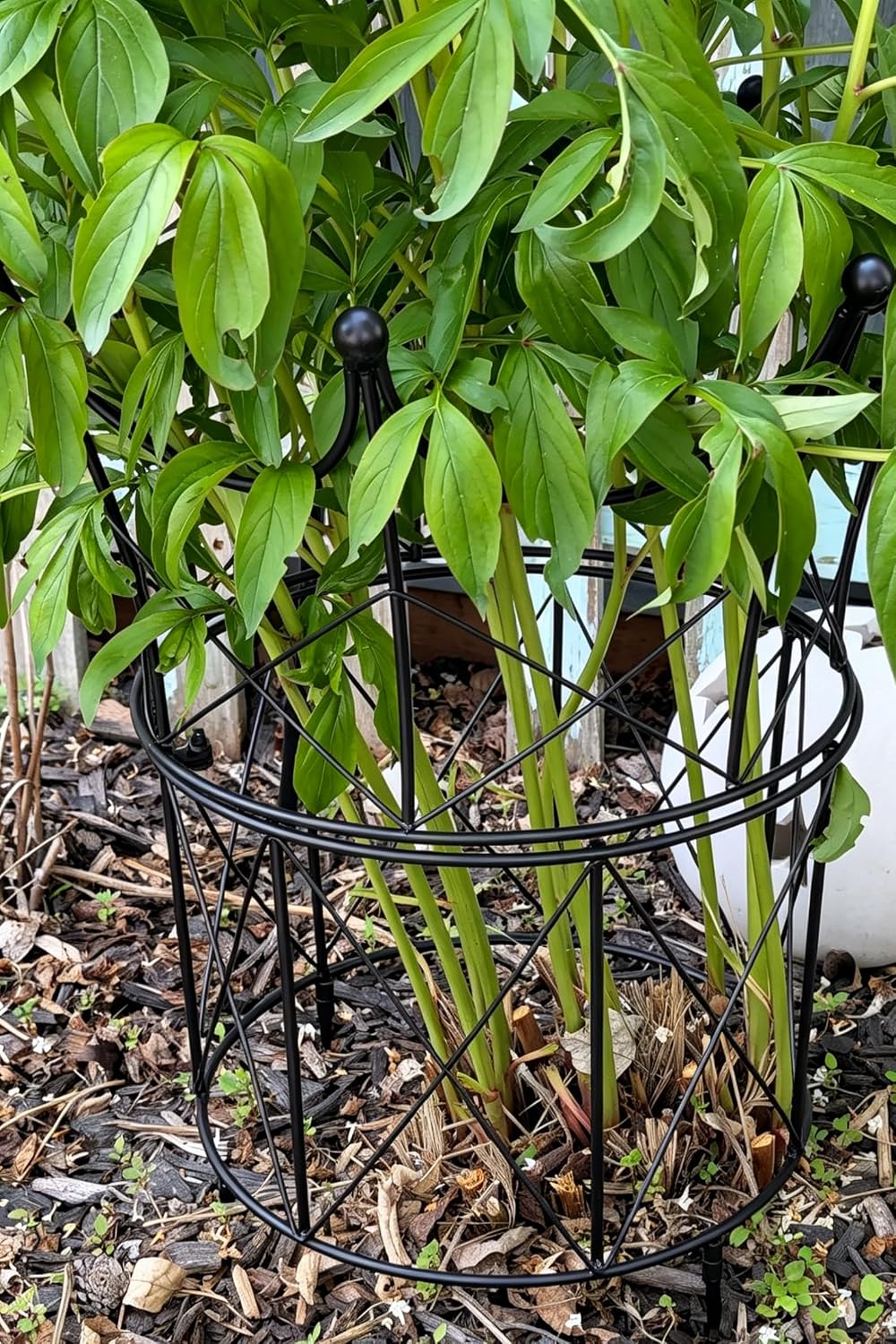 Peony Supports for Outdoor Plants,18.5 x 22.9in Dahlia Stakes