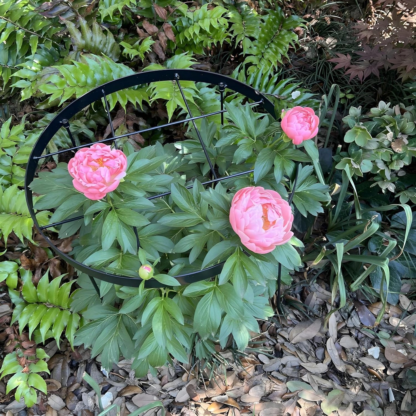 Peony Supports for Outdoor Plants,18.5 x 22.9in Dahlia Stakes