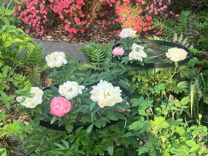 Peony Supports for Outdoor Plants,18.5 x 22.9in Dahlia Stakes