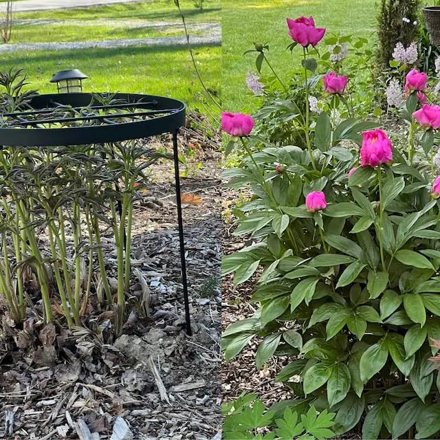 Peony Supports for Outdoor Plants,18.5 x 22.9in Dahlia Stakes