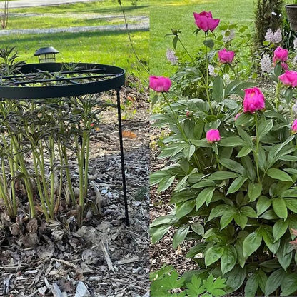 Peony Supports for Outdoor Plants,18.5 x 22.9in Dahlia Stakes