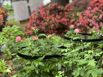 Peony Supports for Outdoor Plants,18.5 x 22.9in Dahlia Stakes