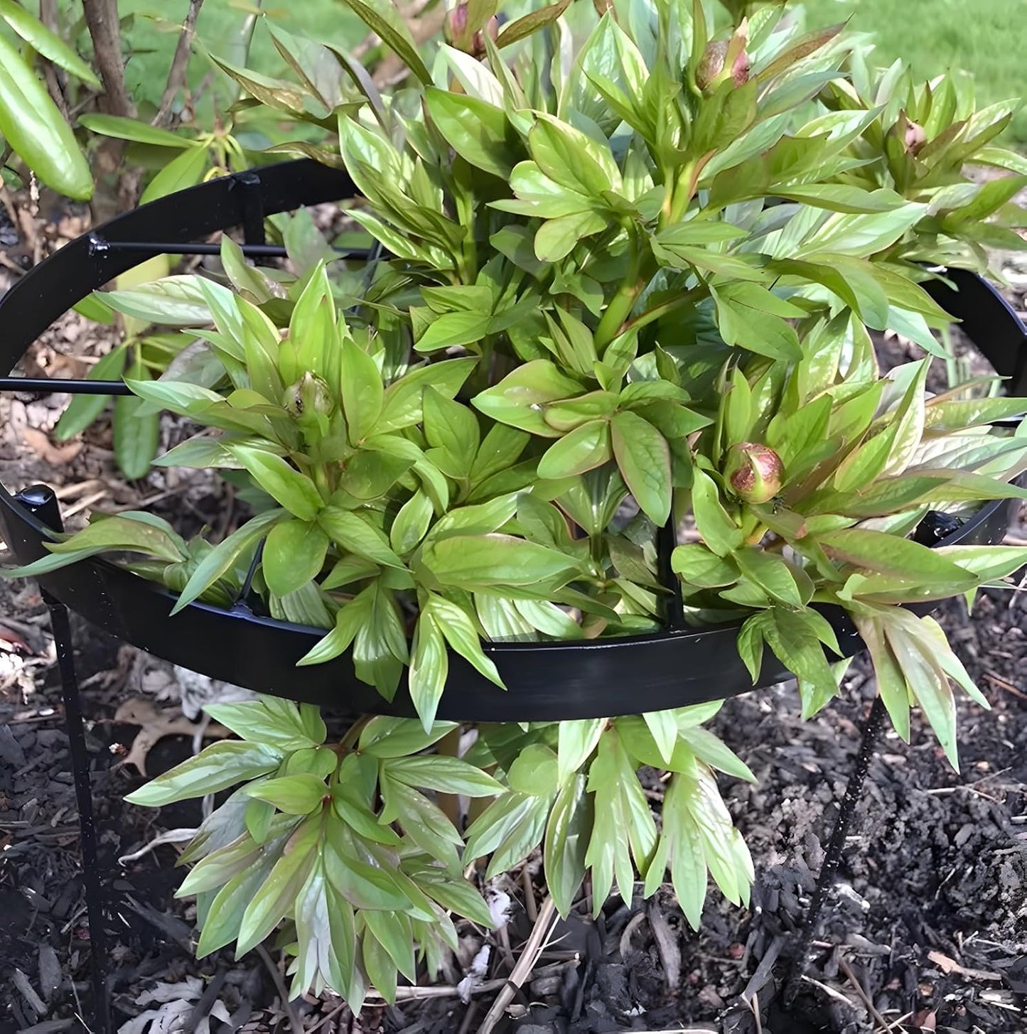 Peony Supports for Outdoor Plants,18.5 x 22.9in Dahlia Stakes